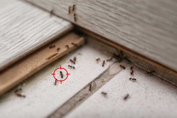 Best Emergency Pest Control  in Jackson, TN