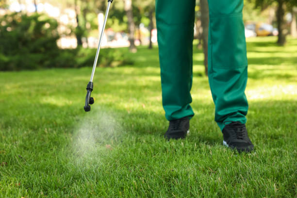 Best Flea Control Services  in Jackson, TN