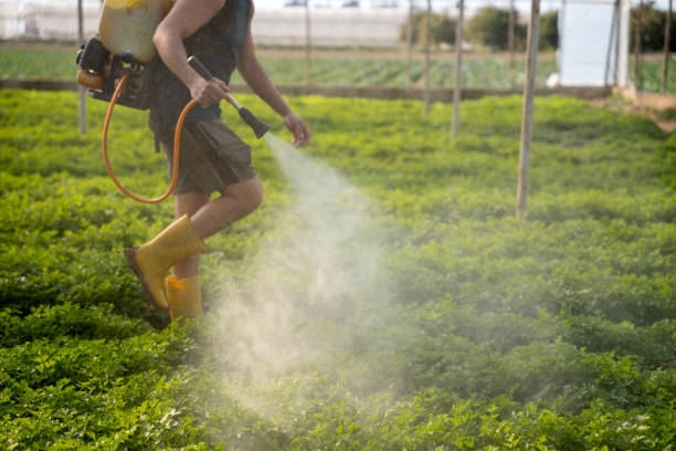 Best Affordable Pest Control Services  in Jackson, TN