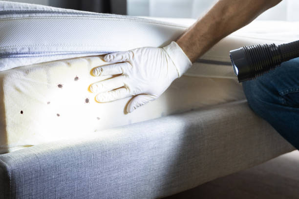 Best Wasp Removal Services  in Jackson, TN