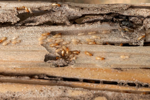 Best Affordable Pest Control Services  in Jackson, TN