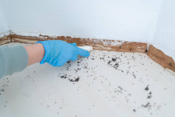 Professional Pest Control in Jackson, TN
